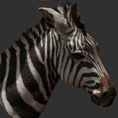 Zebraa